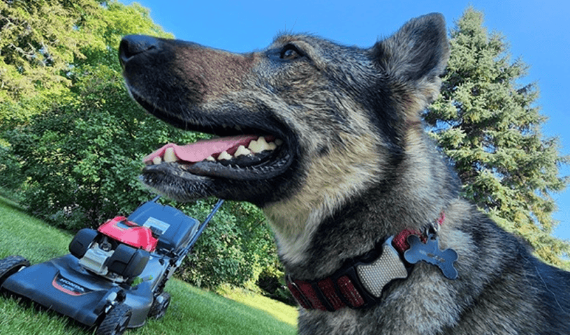 Dog playing in backyard with freshly mowed grass, showing importance of pet policy