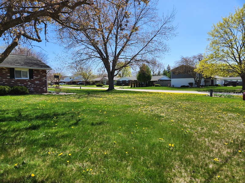 Before A lawn to be dethatched