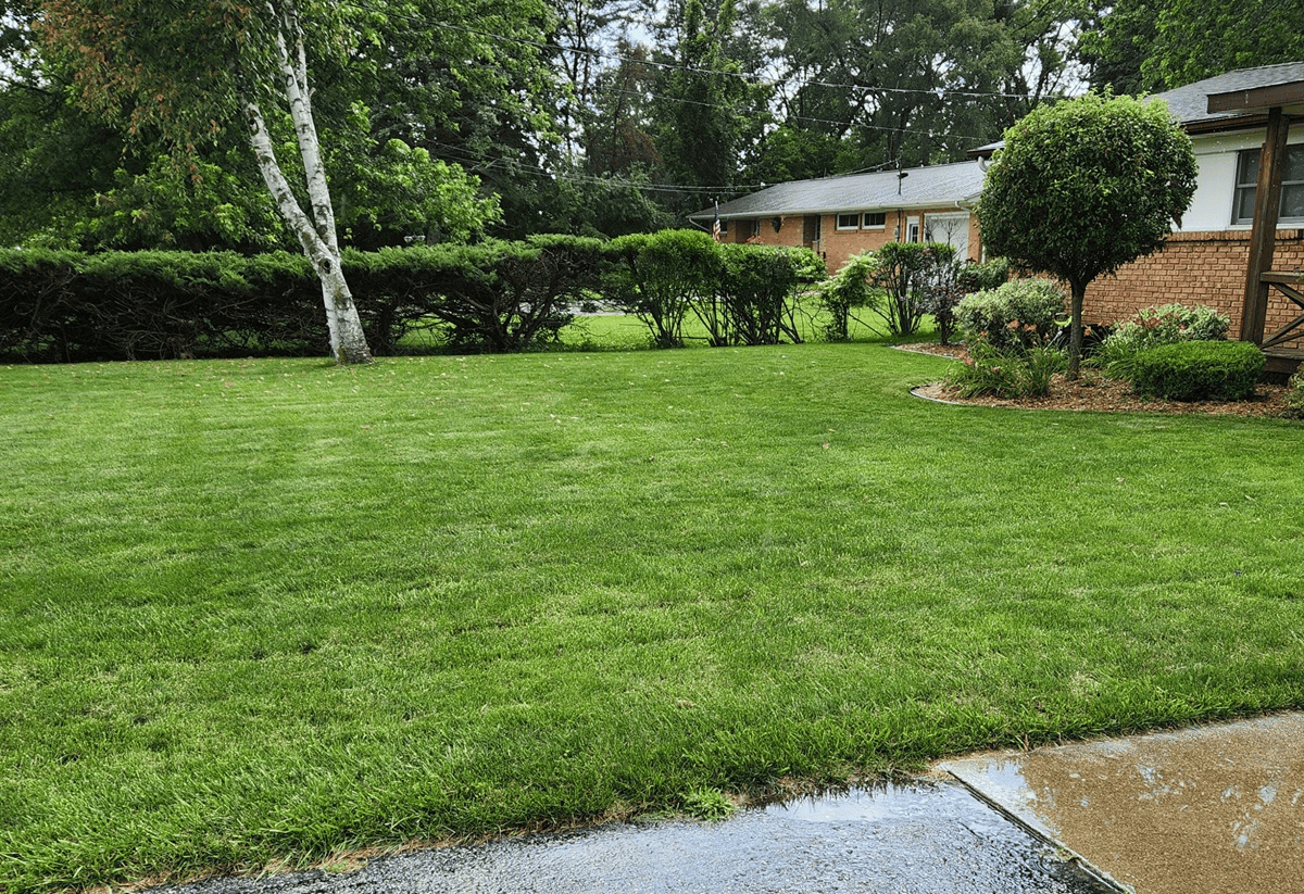 Yard with dry grass