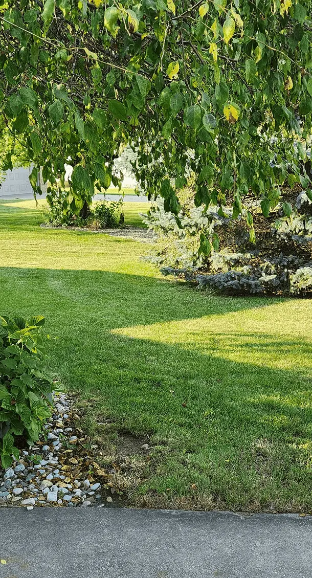 Lush backyard after a professional mowing service, showcasing even grass height
