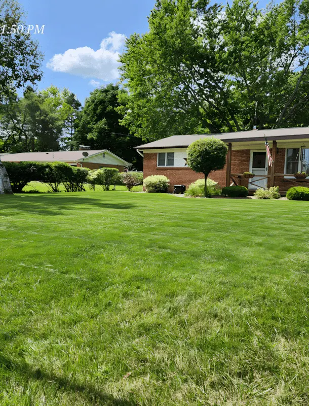 Freshly mowed green lawn in front of a local home with neatly trimmed shrubs, representing expert lawn care service in a suburban neighborhood