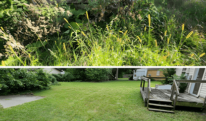 Before and after of an overgrown yard transformed into a clean, open space