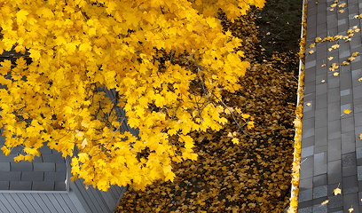Leaf-covered yard being cleared during a fall cleanup service